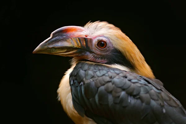 Portrait d'oiseau exotique rare — Photo