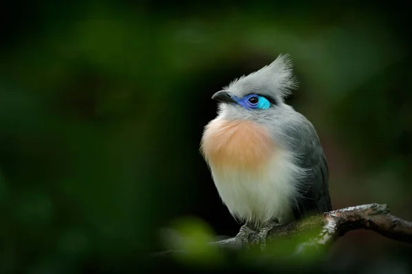 Pájaro gris y azul con cresta — Foto de Stock