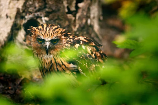 Beautiful owl in nature forest — Stock Photo, Image