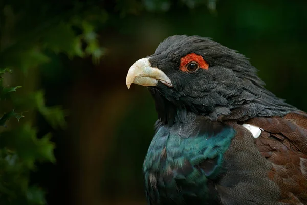 Dark bird Western Capercaillie — Stock Photo, Image