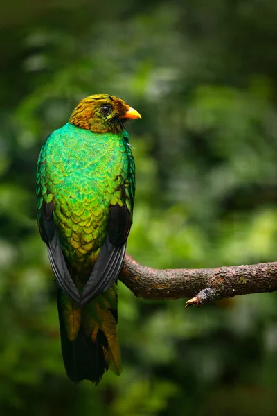 Egzotikus madár-erdő — Stock Fotó