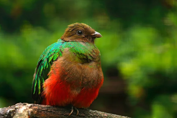 Exotic bird in forest