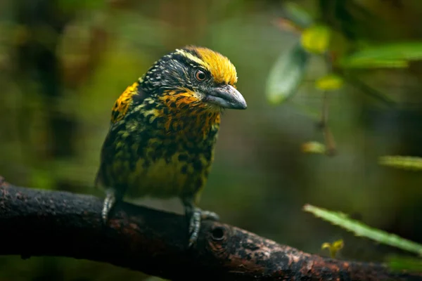 Sárga tukán, Ecuador — Stock Fotó