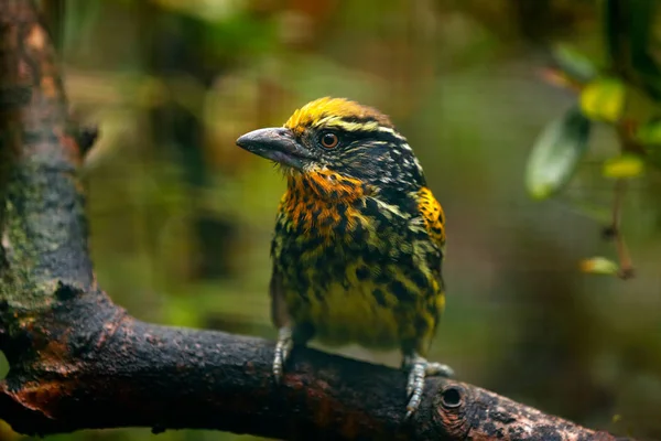 Ekvador üzerinden sarı toucan — Stok fotoğraf