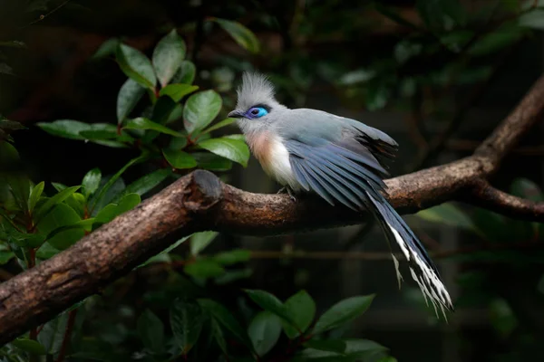 Pássaro cinzento e azul com crista — Fotografia de Stock