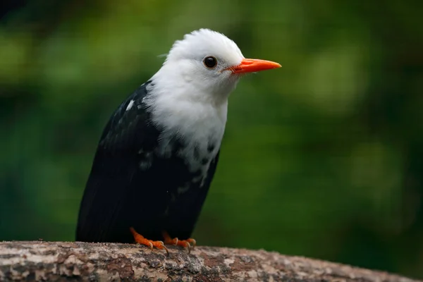 Bulbul Hitam berkepala putih — Stok Foto