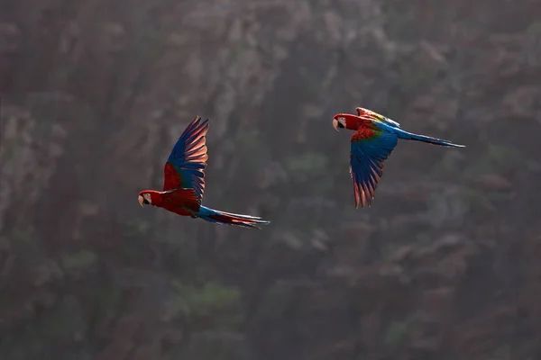 Red and green Macaw
