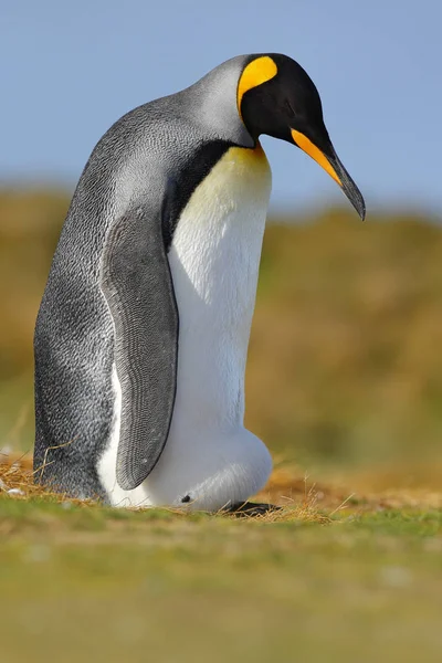 Aptenodytes patagonicus 坐在草 — 图库照片