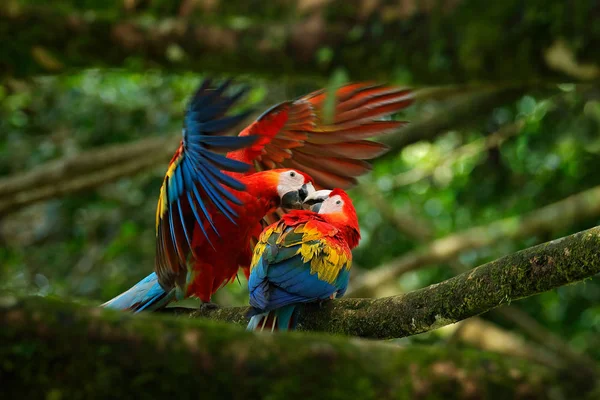 Loros en rama de árbol — Foto de Stock