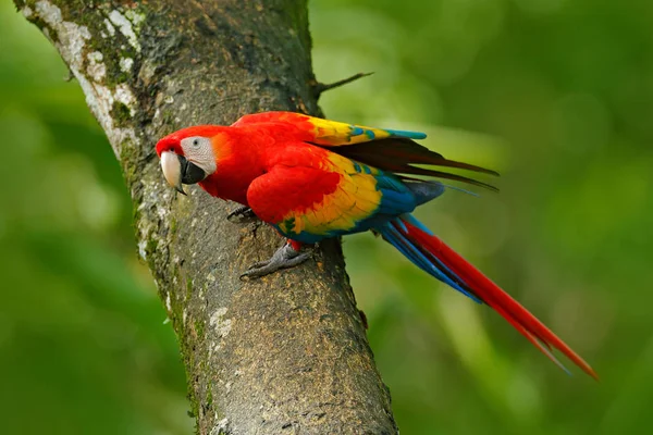 Loro guacamayo escarlata Ara — Foto de Stock