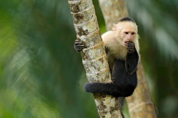 Capuchino cabeza blanca sentado en el árbol — Foto de Stock