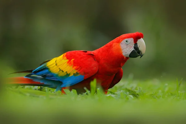 Papağan Scarlet Macaw Ara — Stok fotoğraf