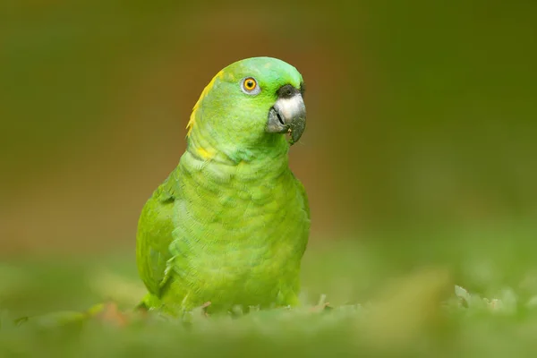 Gul-naped papegoja — Stockfoto