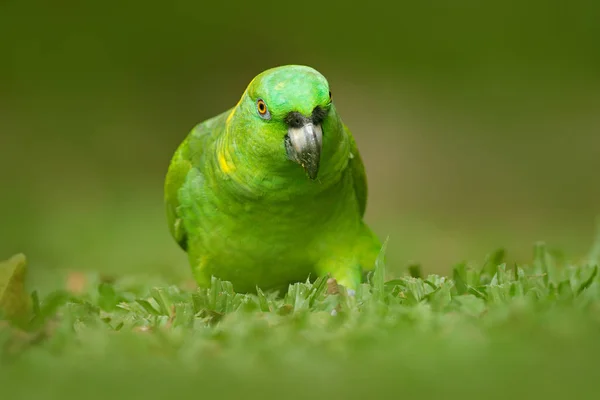 Gul-naped papegoja — Stockfoto