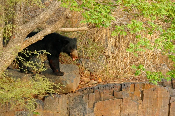 Hindistan'da tehlikeli hayvan