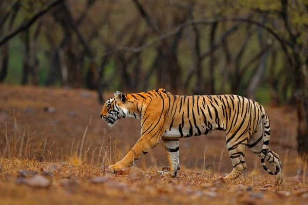 Tiger läuft auf Straße — Stockfoto