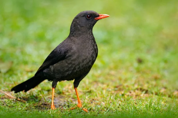 Aves tropicais raras no habitat natural — Fotografia de Stock