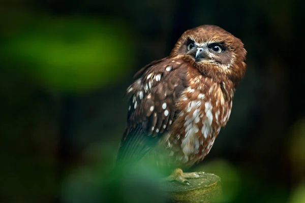 Brown wood owl — Stock Photo, Image