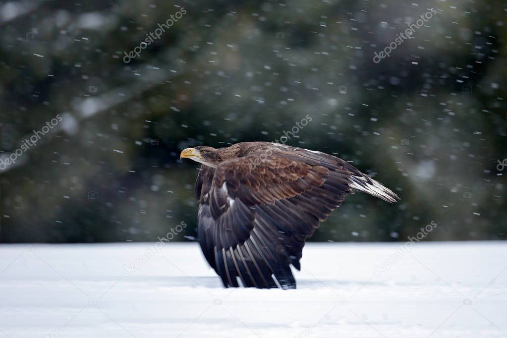 White-tailed Eagle