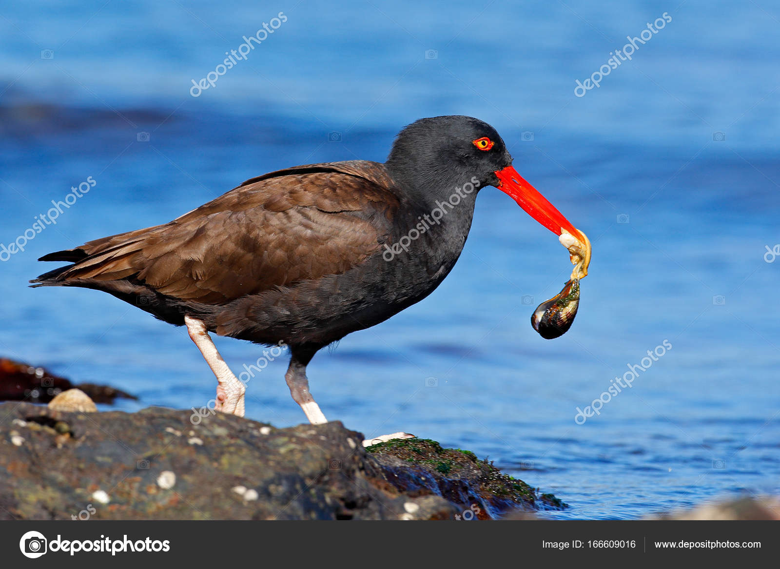 Oiseau Deau Noir Avec Bec Rouge Photographie