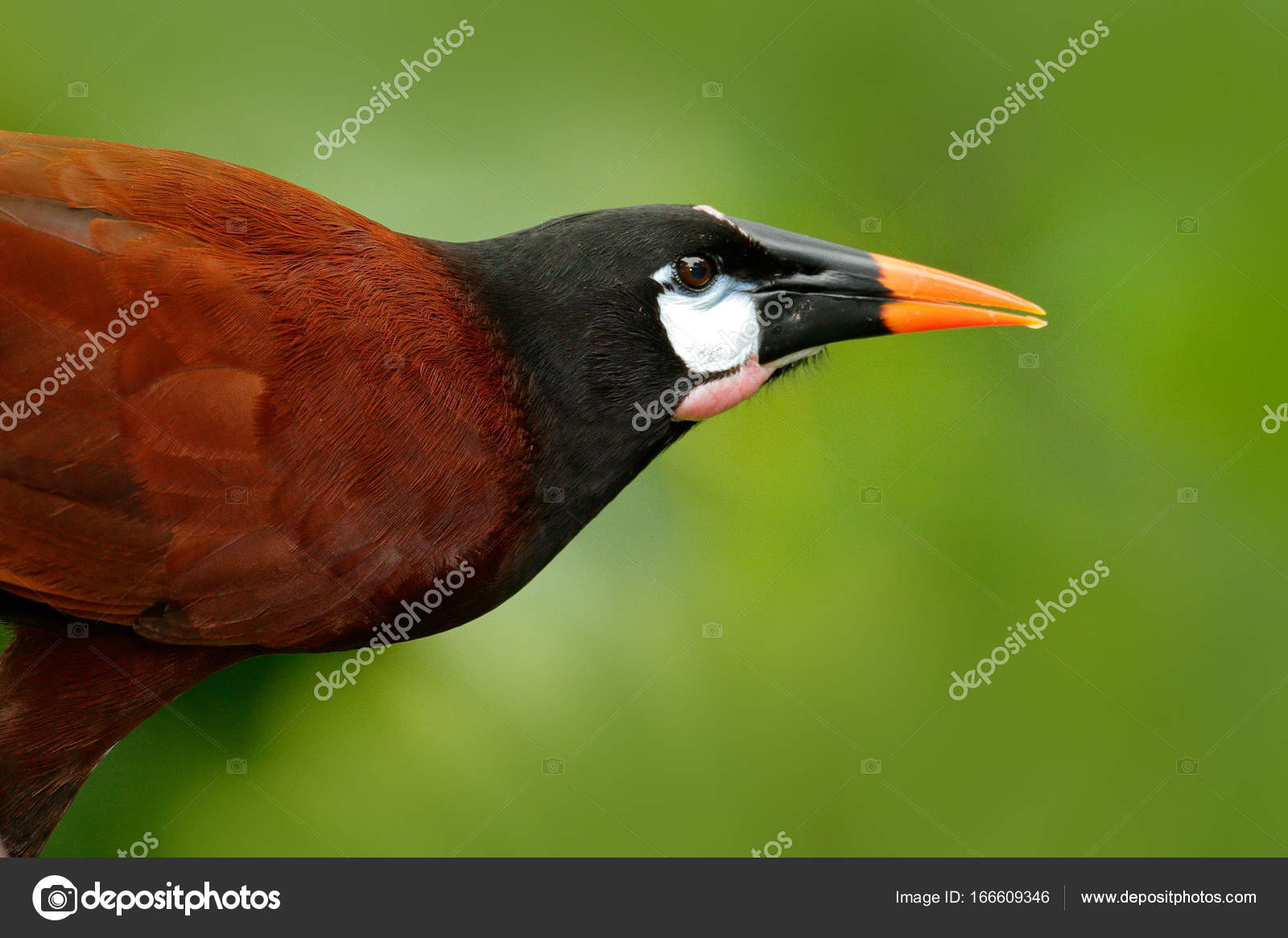 Portrait Of Exotic Bird From Costa Rica Stock Photo