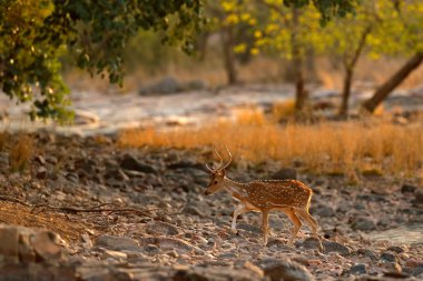 Otların arasında gizli geyik
