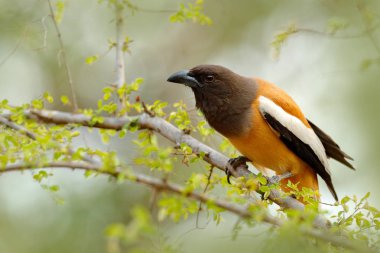 Ranthambore kuştan portresi