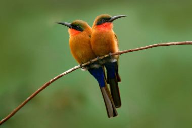Red-throated bee-eater clipart