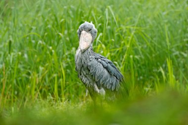 Büyük Gaga kuş, Kongo