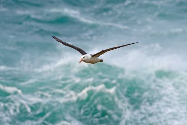 Albatros dalgalar deniz ile uçmak içinde 