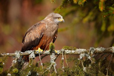 Ağaç dalı ile kuş