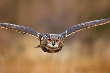 uçan Avrasya kartal baykuş 