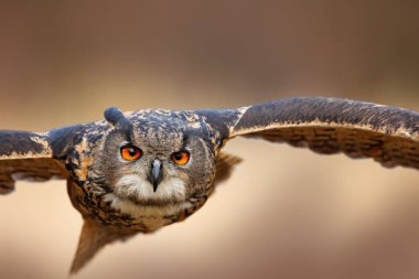 uçan Avrasya kartal baykuş 