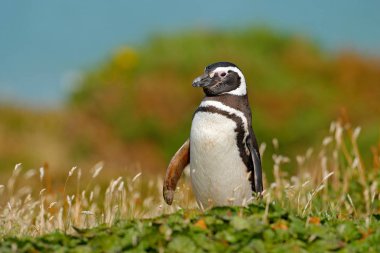 Penguin sitting in grass clipart