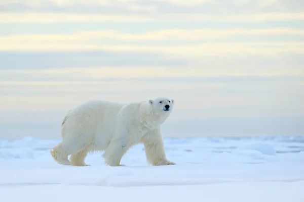 Niedźwiedź polarny na dryftowego lodu — Zdjęcie stockowe