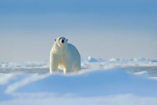 Isbjörn på drivis — Stockfoto