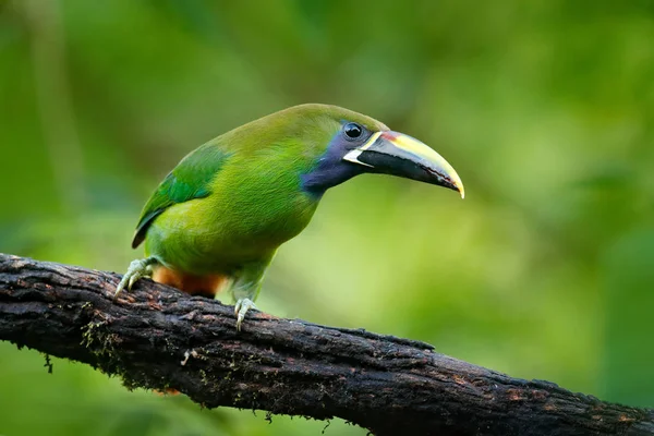 Ave exótica na floresta tropical — Fotografia de Stock