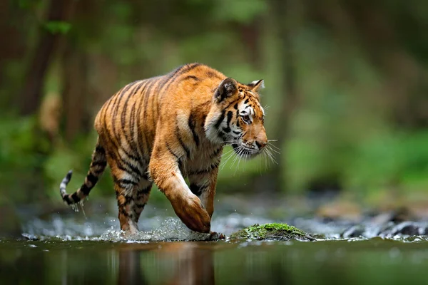 Amur tigre che cammina nel fiume — Foto Stock