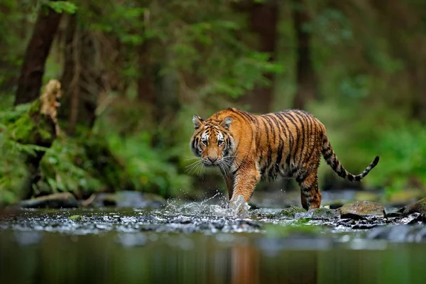 Amur tigre che cammina nel fiume — Foto Stock