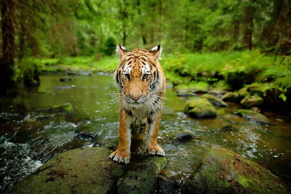 Amur tigre andando no rio — Fotografia de Stock