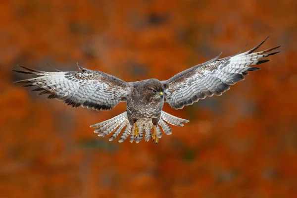 Flying bird Buzzard hawk — Stock Photo, Image