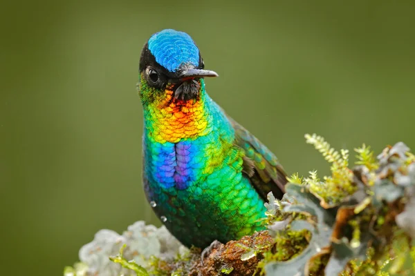 Ognisty throated Hummingbird — Zdjęcie stockowe