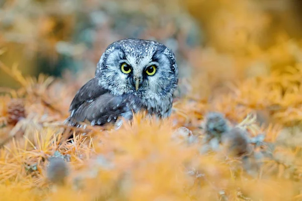 Hibou caché dans les feuilles — Photo