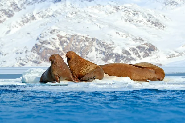 Large flippered marine mammals — Stock Photo, Image