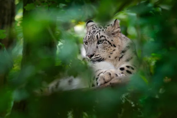 Retrato facial de leopardo de nieve — Foto de Stock