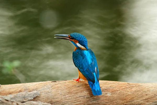 Ağaç üzerinde ortak Kingfisher — Stok fotoğraf