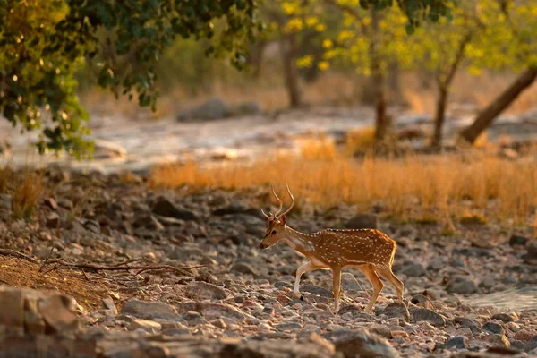 Otların arasında gizli geyik
