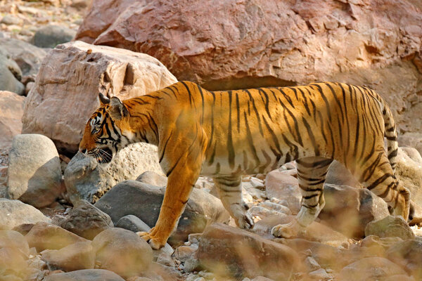 Tiger walking in stones