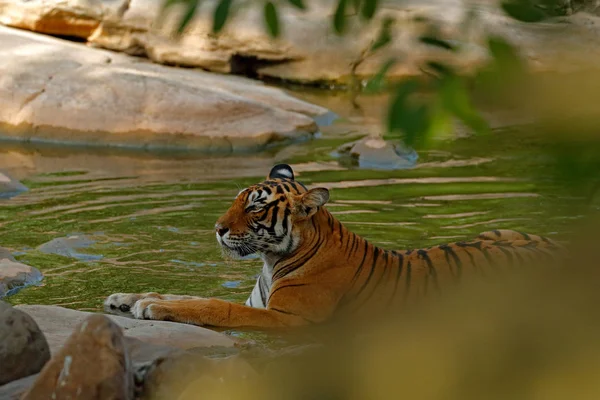 Tiger laying in forest