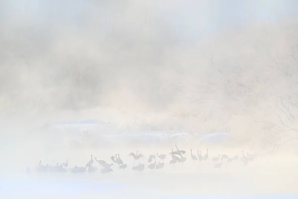 Vögel im Fluss bei Nebel — Stockfoto